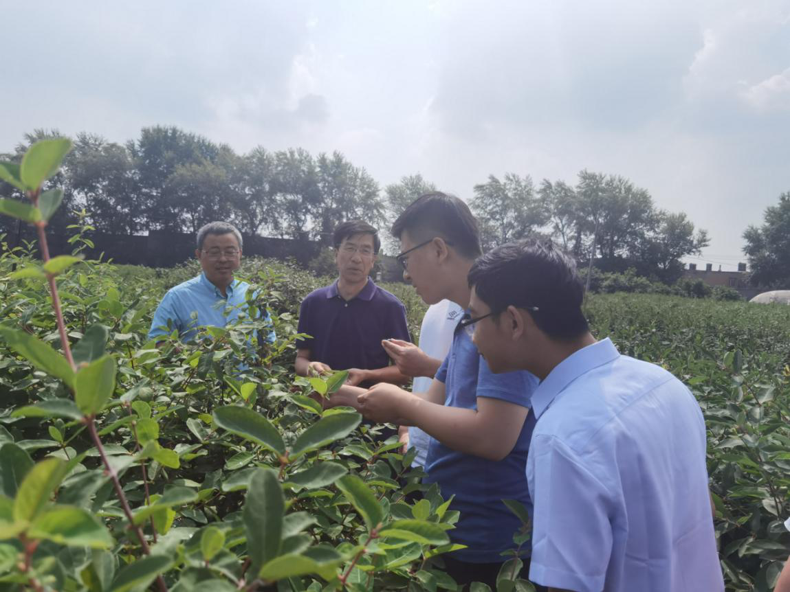 国家发改委各司处在蓝靛果资源圃考察
